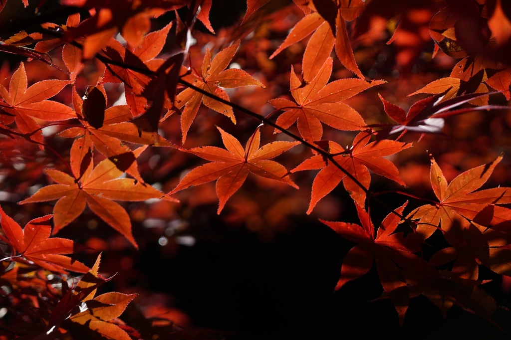 光の中の紅葉