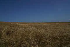 小麦畑２