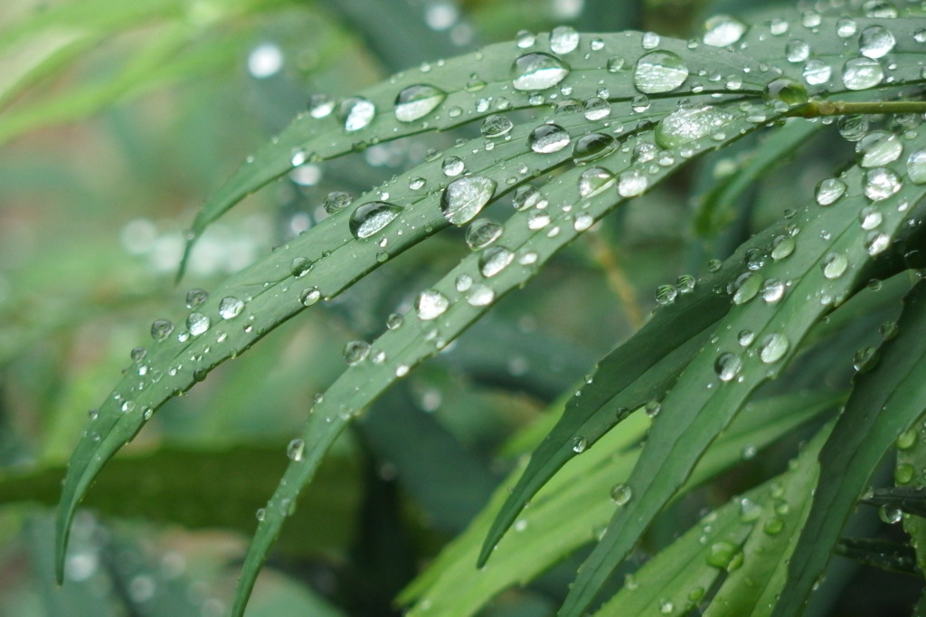 雨上がりの朝２