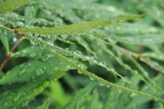 雨上がりの朝１