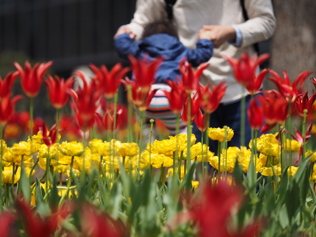 花壇にて