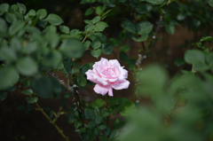 旧古河庭園　ピンクのバラ
