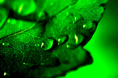 Green 07