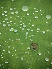 Green 04