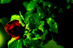 Green 06