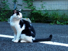 ふりむき