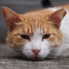ひるねこ3