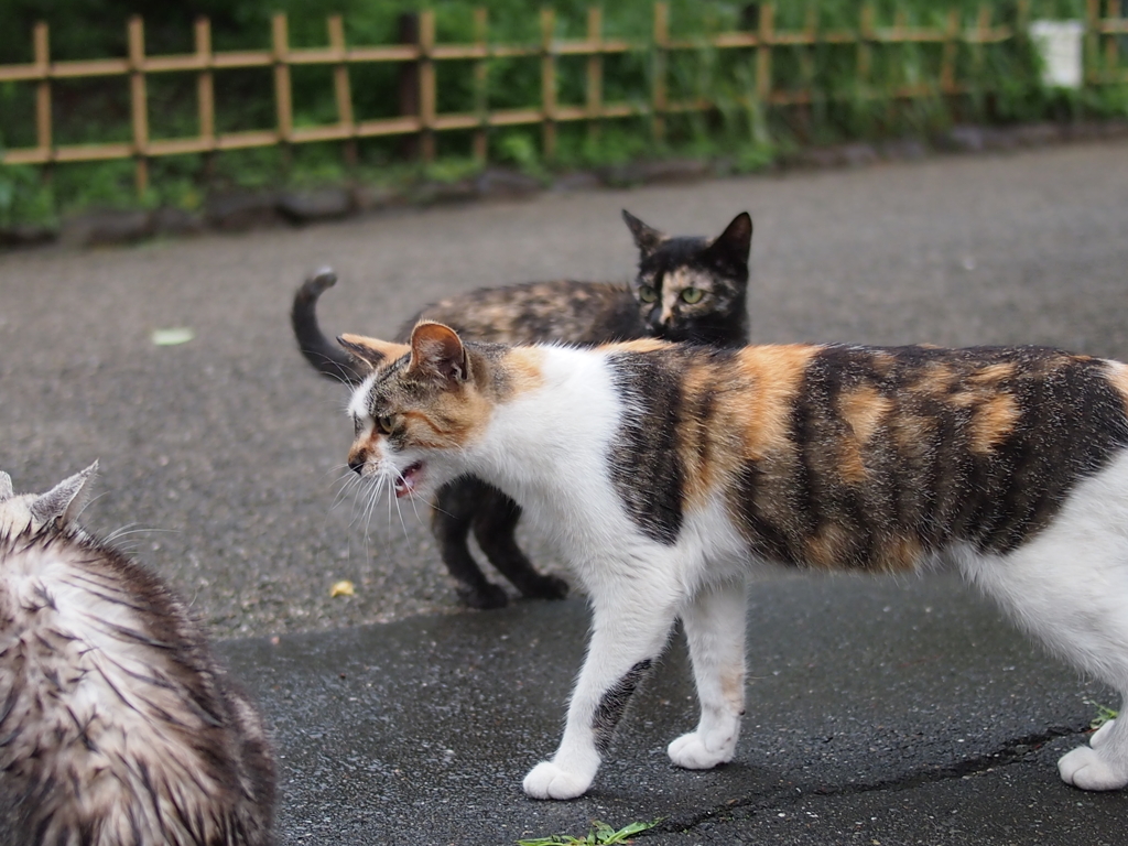 たしなめ