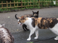 たしなめ
