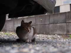 潜む