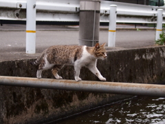 パイプを渡る