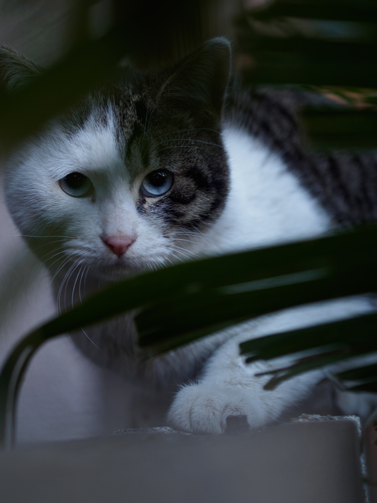 青目
