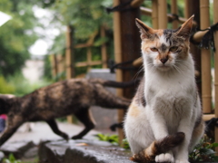 みけさば