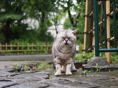 たちねる