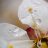 梅と雨粒