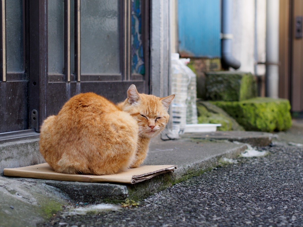 動くのは顔だけ