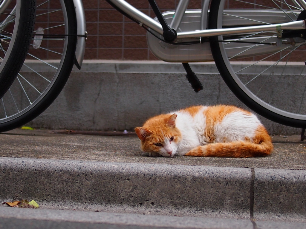 ひるねこ2