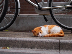 ひるねこ2