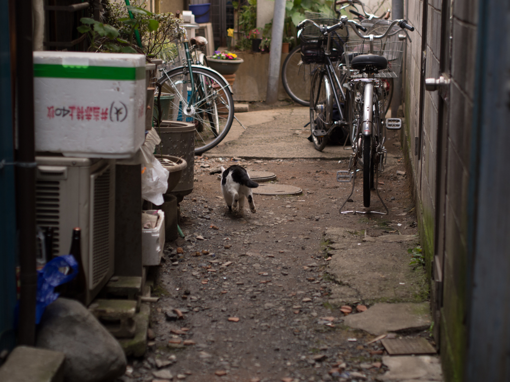 路地を駆ける