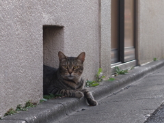 ひょっこり