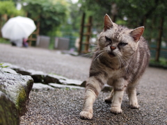 雨宿りせず