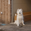 猛犬に