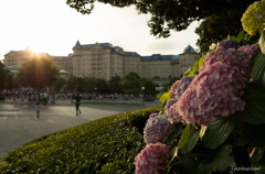 夕暮れのアジサイとディズニーランドホテル