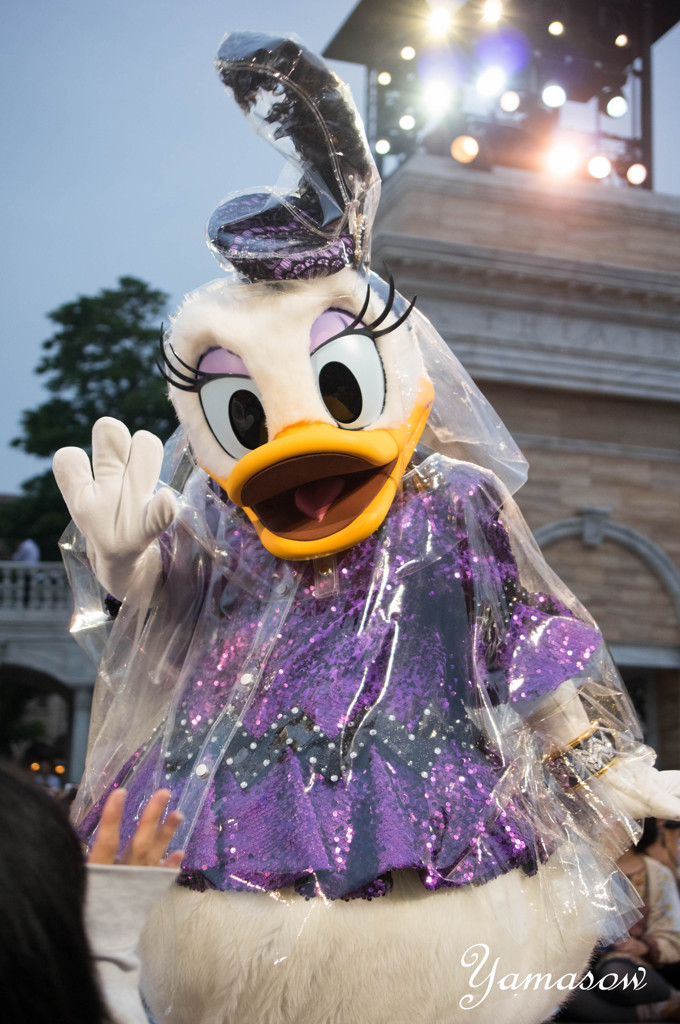 雨フォリーズデイジー姉さん