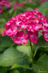 雨上がりの紫陽花