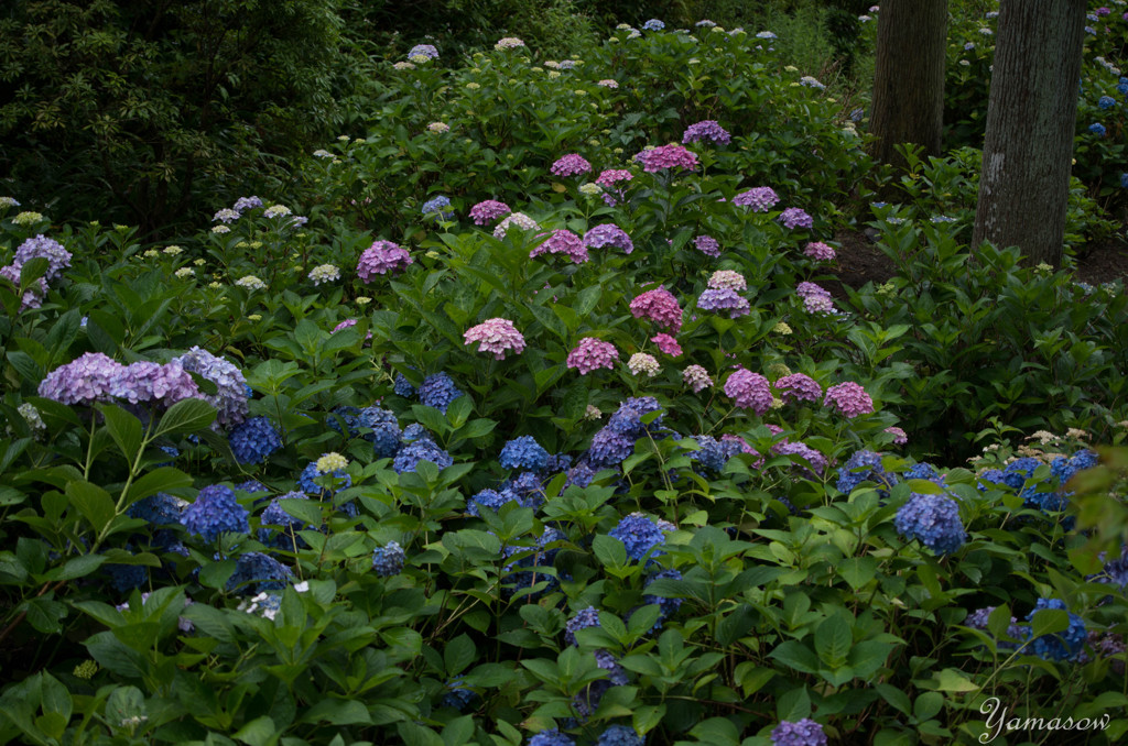 三室戸寺の紫陽花