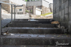 昼下がりの猫猫猫猫猫