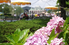 アジサイin TDL