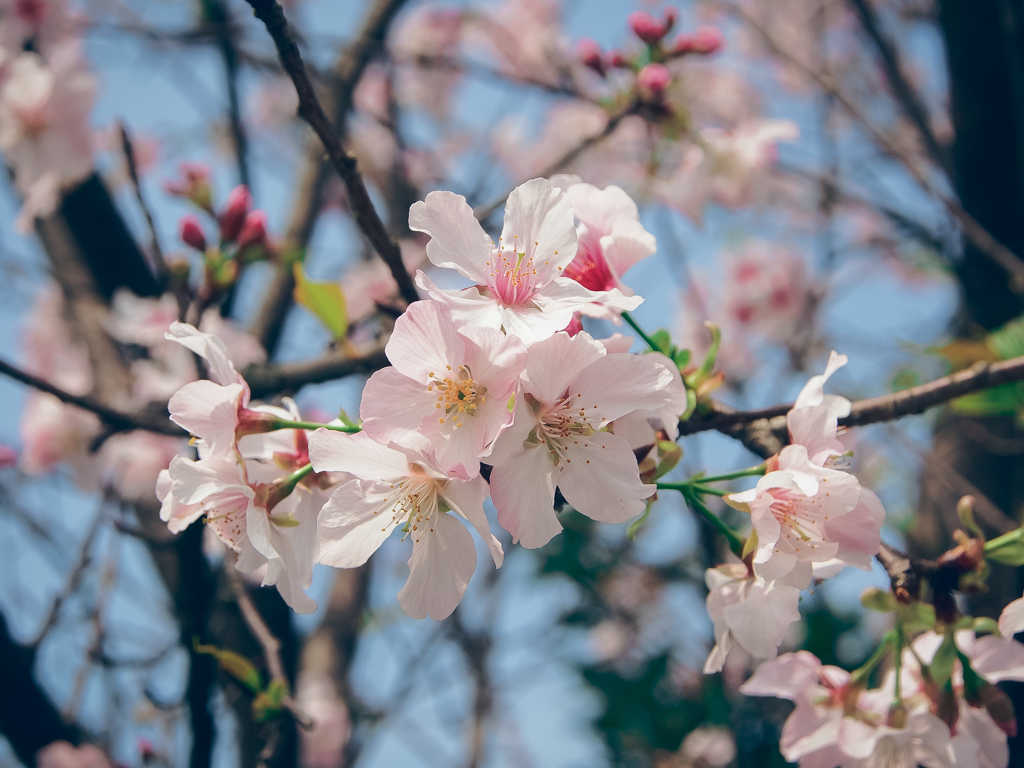 桜