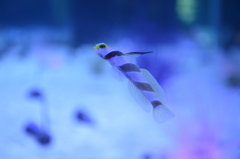 さかな＊ヒレナガネジリンボウ