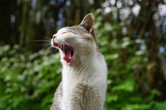 仁斗田の猫　大あくび♪