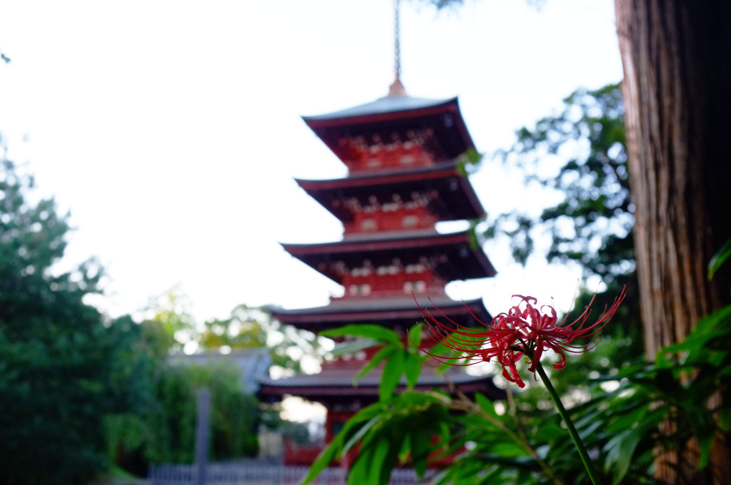 最勝院 五重塔と彼岸花
