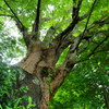 三島の巨樹(P7100)