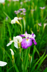 登米市 南方花菖蒲の郷②