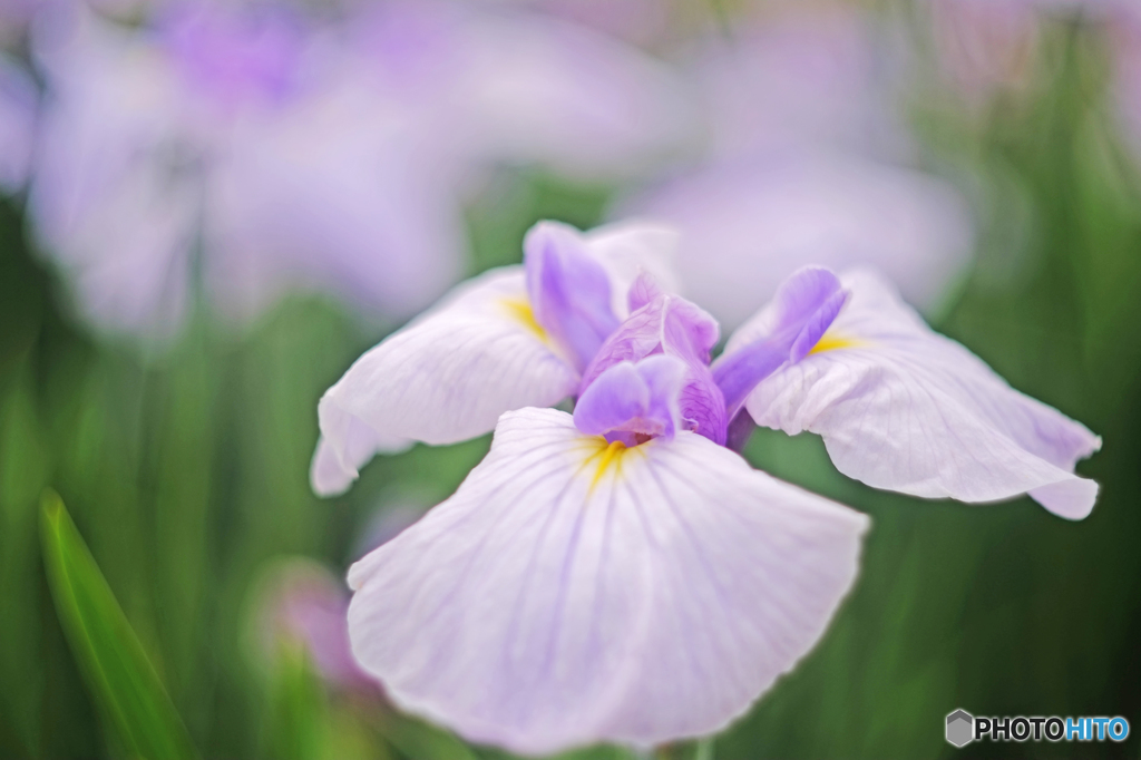 南方　花菖蒲の郷にて