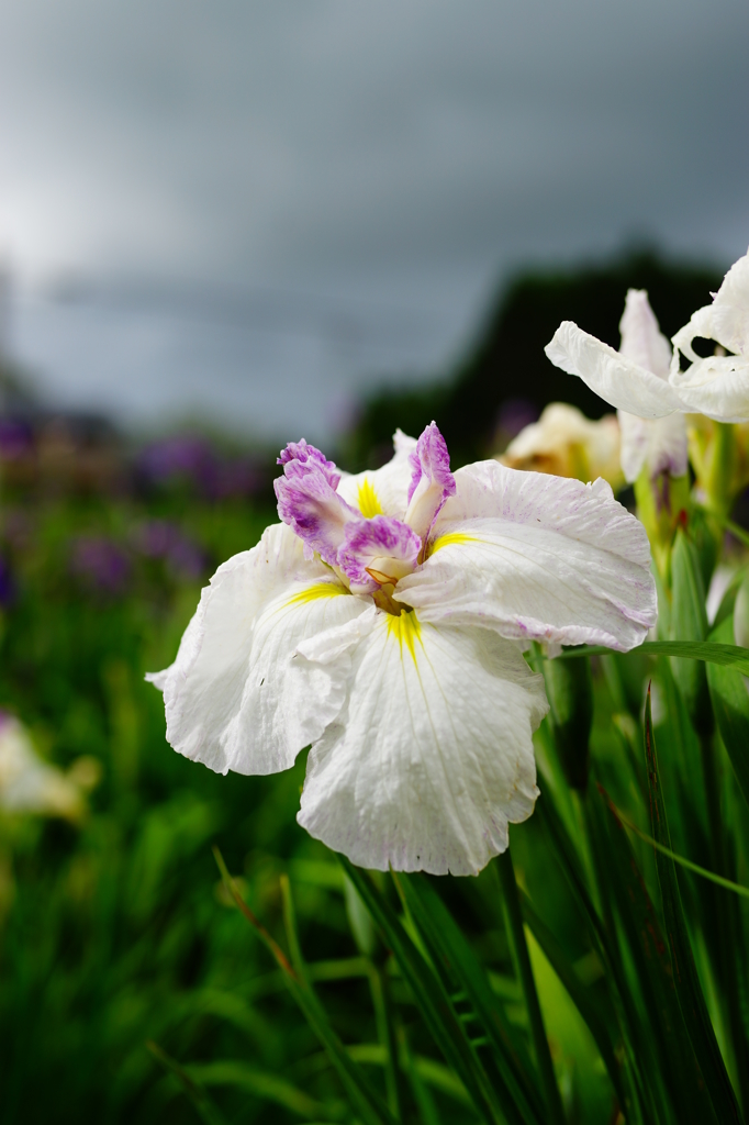 登米市 南方花菖蒲の郷①