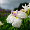 登米市 南方花菖蒲の郷①