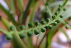 DSCF0754a