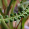 DSCF0754a