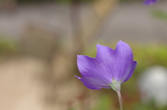 IMGP6284