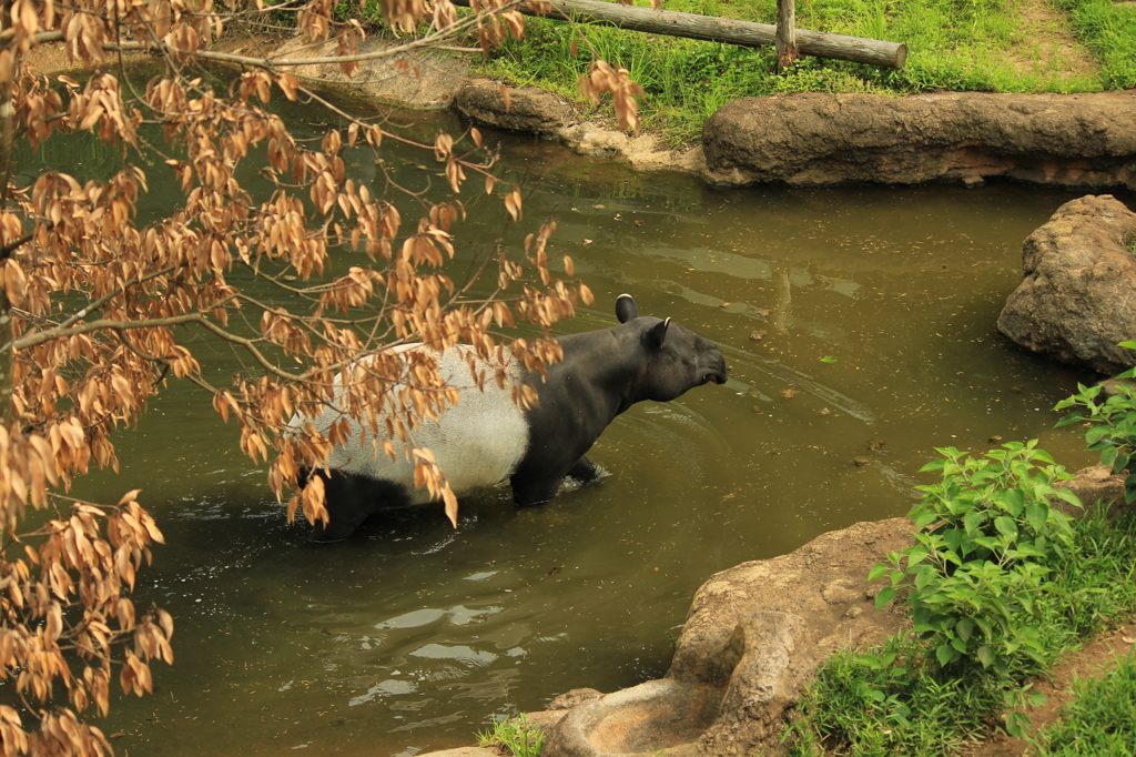 多摩動物公園ー４
