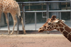 多摩動物公園−１