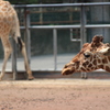 多摩動物公園−１