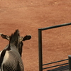 多摩動物公園−３