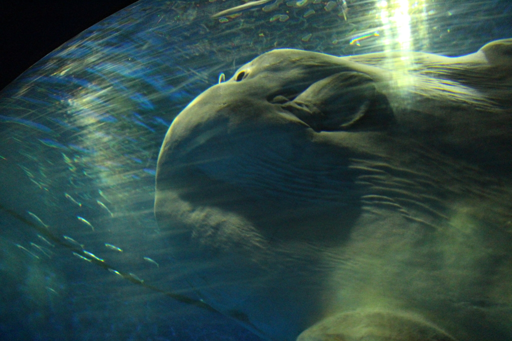 水族館　マンボウ
