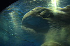 水族館　マンボウ